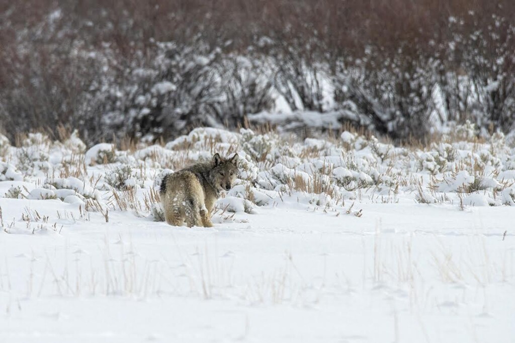 Photo Credit Sue Cedarholm