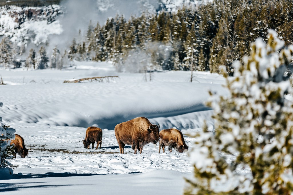 Tss Yellowstone Winter 01 17 17 194